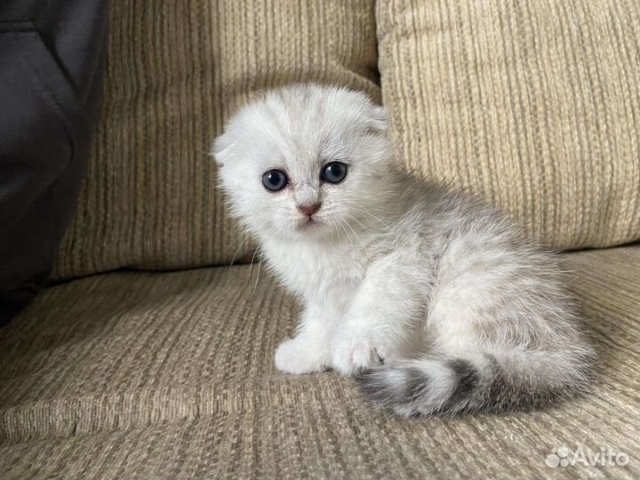 Шотландская