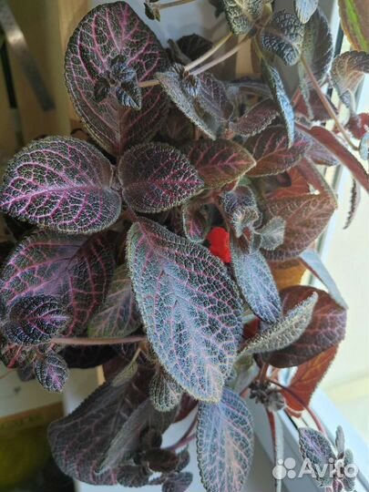 Эписции, фиттонии, герань