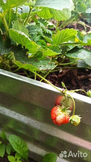 Клубника ремонтантная