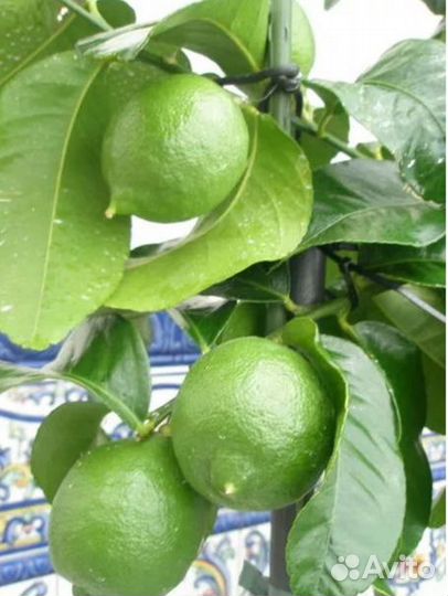 Лимон лайм экзот