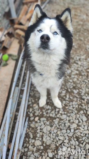 Хаски длинник