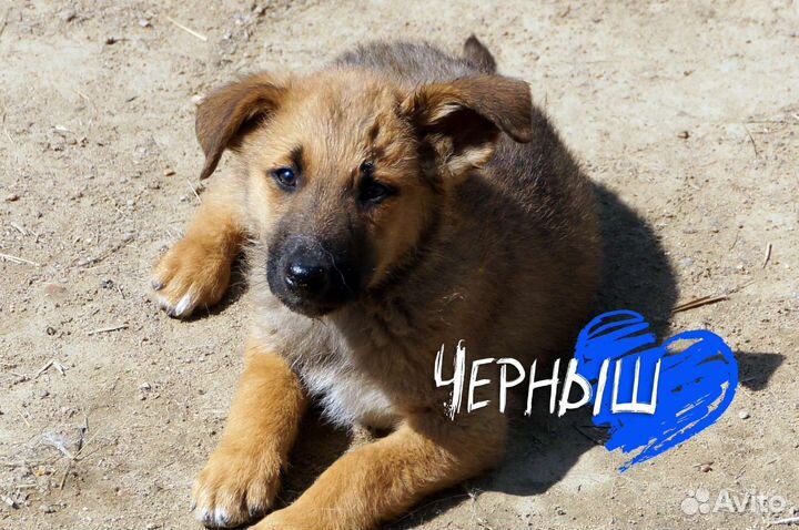 Собаки бесплатно в добрые руки щенки