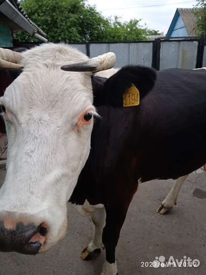 Корова дойная