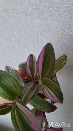 Традесканция nanouk