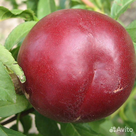 Саженцы нектарина Экстрим 28(extreme 28)