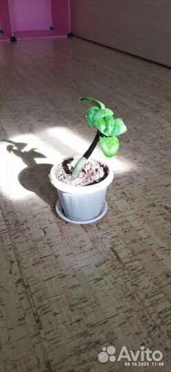 Замиокулькас Зензи