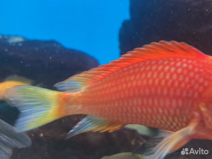 Трофеус карамба редбишоп