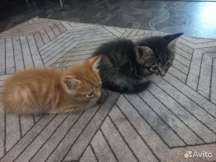 Продам игрывых котят Майнкунчиков