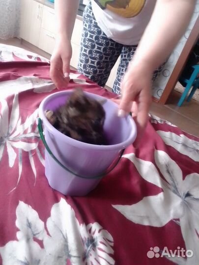 Котёнок