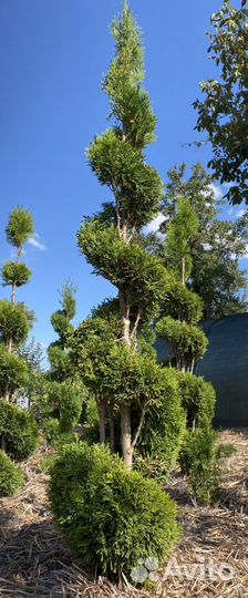 Туя смарагд в форме спирали, конуса, шаров