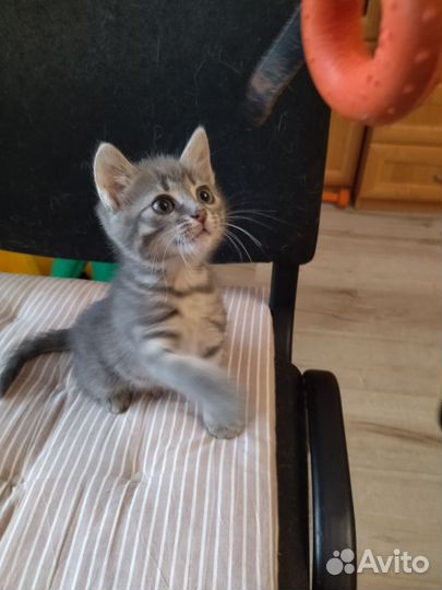Кошечка в дар бесплатно
