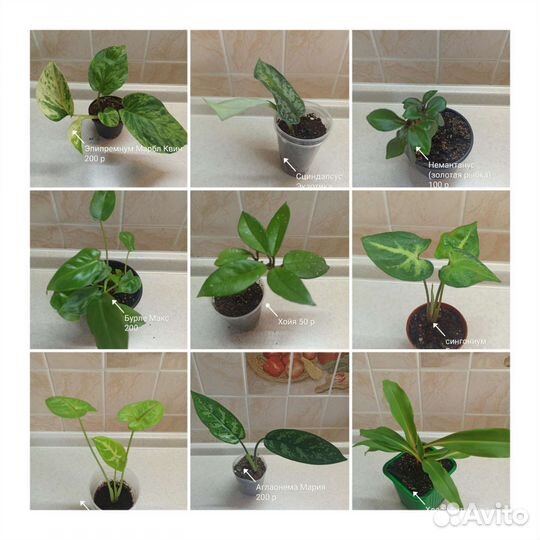 Комнатные цветы