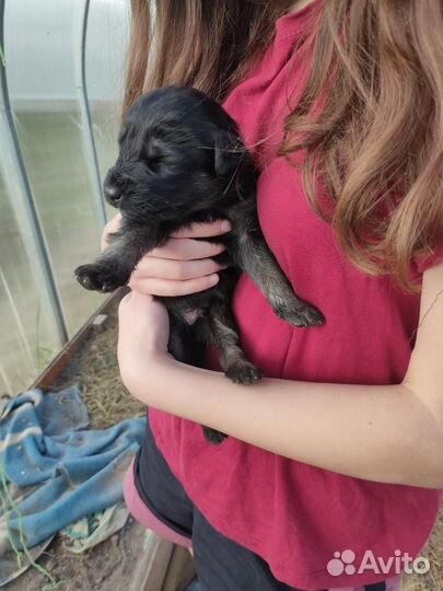 Щенки волкособы