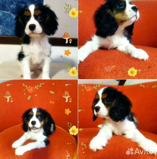 Кавалер кинг чарльз спаниель РКФ