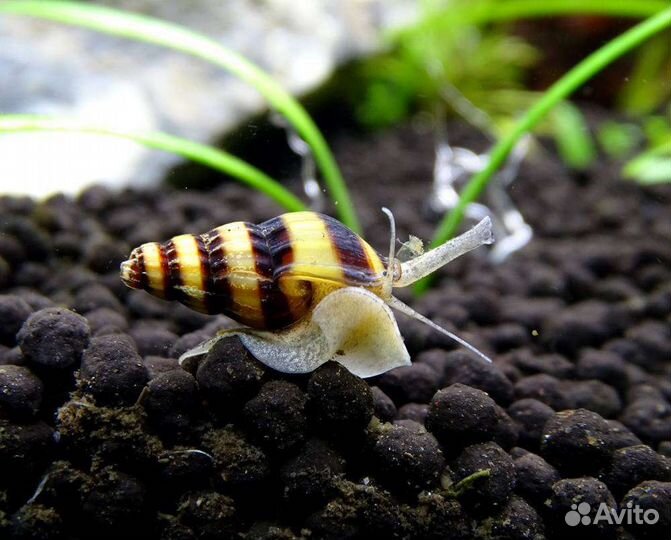 Гуппи от породистых производителей,растения,хелены