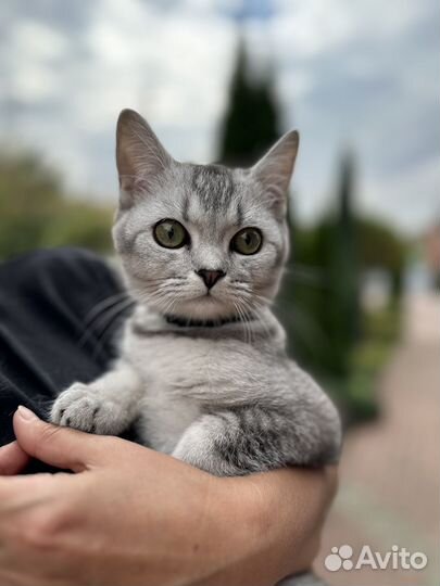 Британская кошка