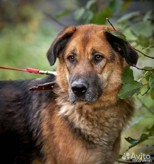 Собака Айдан ищет дом