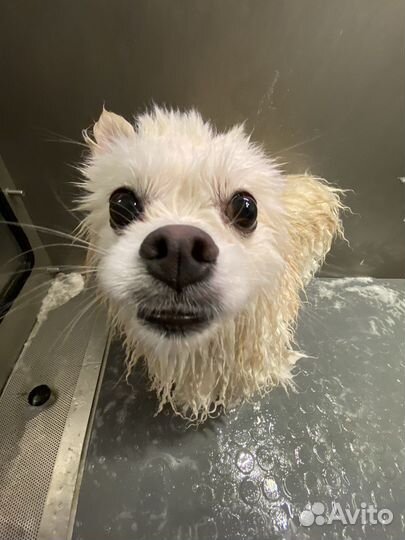 Стрижка собак груминг