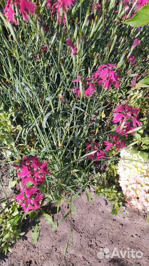 Цветы для сада и дома