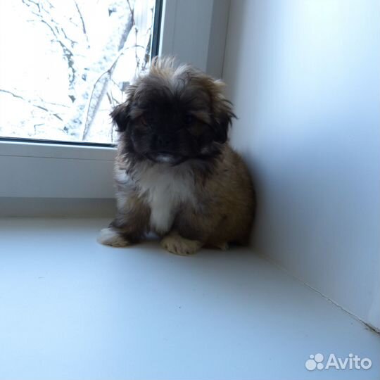 Маленькие пушистики