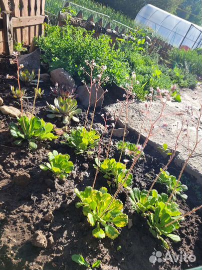 Камнеломка (многолетний цветок)