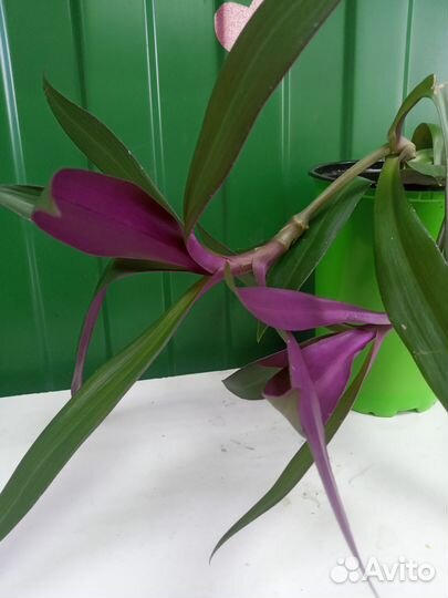 Традесканция рэо