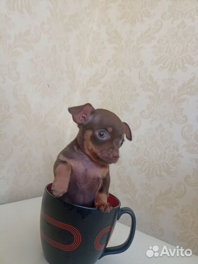 Щенки русский той-терьер