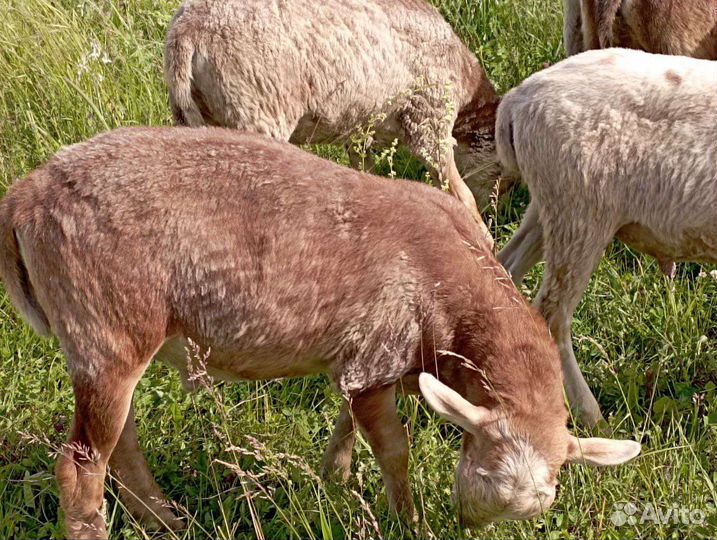 Катумские бараны на племя