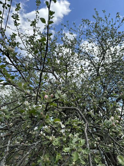 Дача 44 м² на участке 7,7 сот.