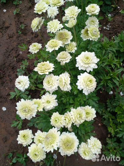 Махровый анемон