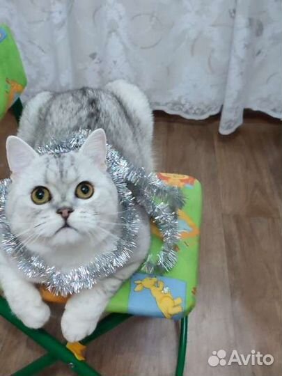 Шотландский страйт. Вязка
