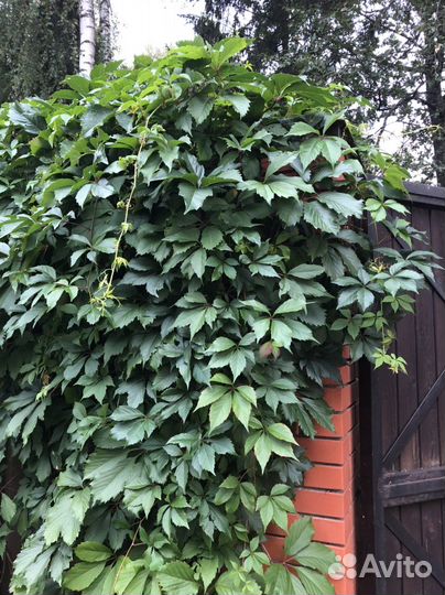 Девичий виноград