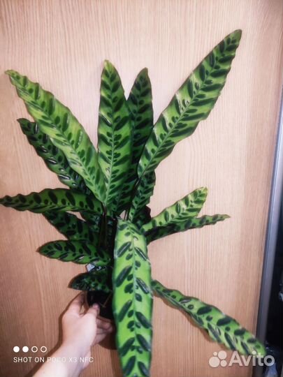 Калатея лансифолия