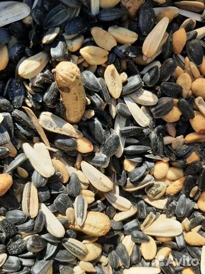 Белка, Бельчата