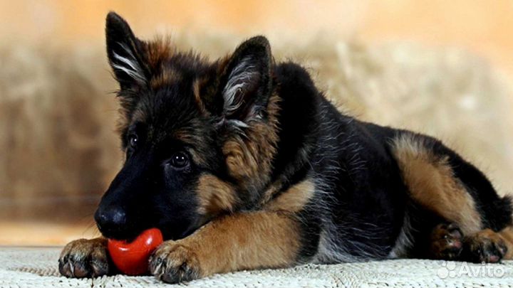 Щенки красивых крупных немецких овчарок