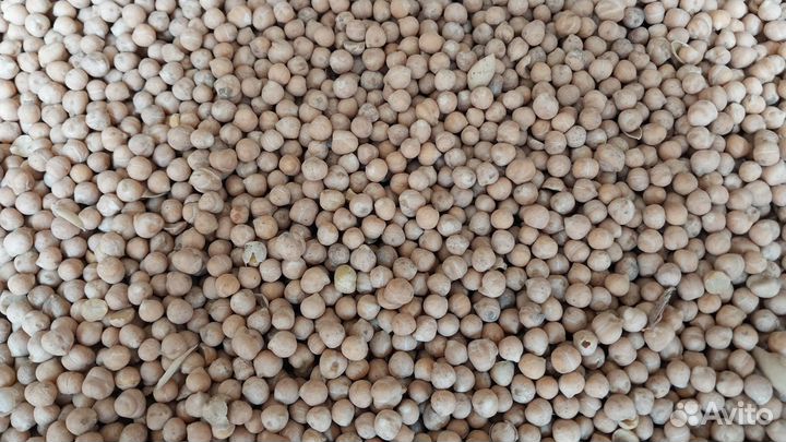 Нут. Урожай 2023