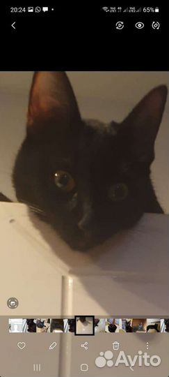 Кошки в добрые руки