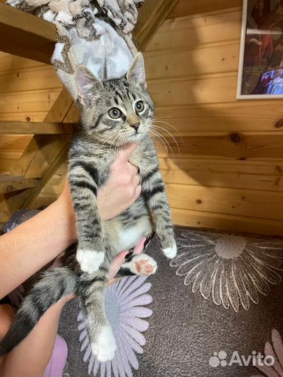 Марсель ищет дом