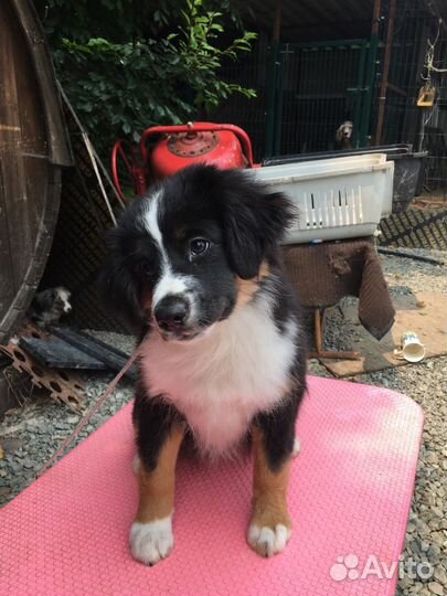 Миниатюрная Американская овчарка