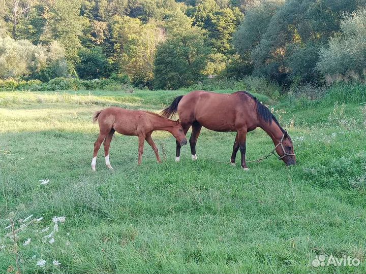 Продажа жеребчик
