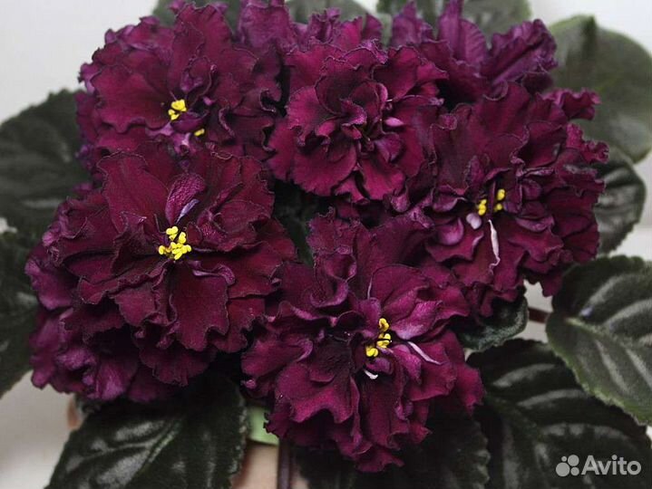 Фиалка ав-Крымская Черешня