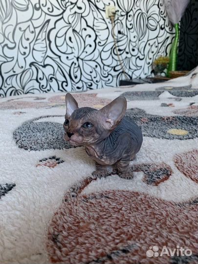 Котята Канадского сфинкса