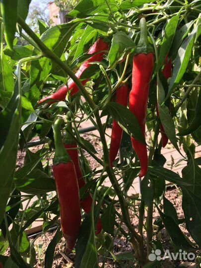 Перец горький красный