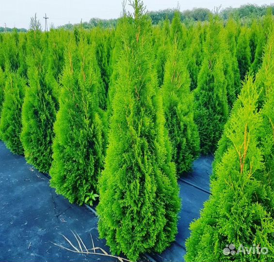 Туя смарагд