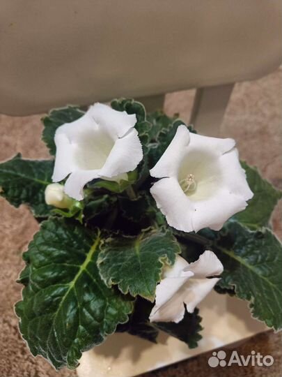 Глоксиния белая