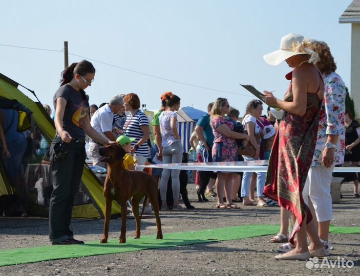 Индивидуальная дрессировка и хендлинг, кинолог