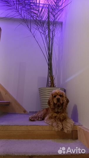 Вязка собак английский кокер спаниель