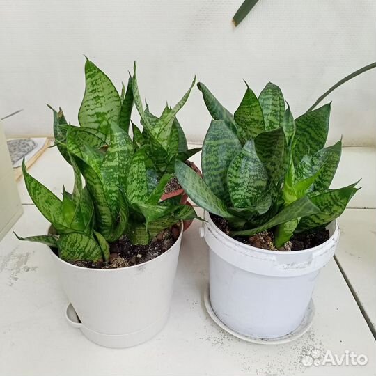 Растения комнатные цветы