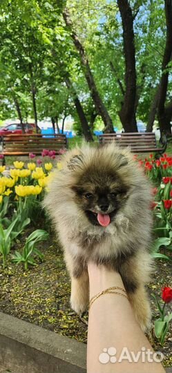 Померанский шпиц мини