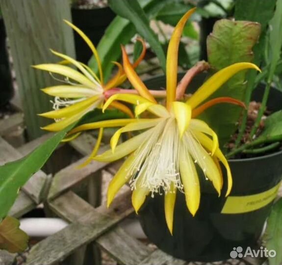 Эпифиллум Fruhlins Gold